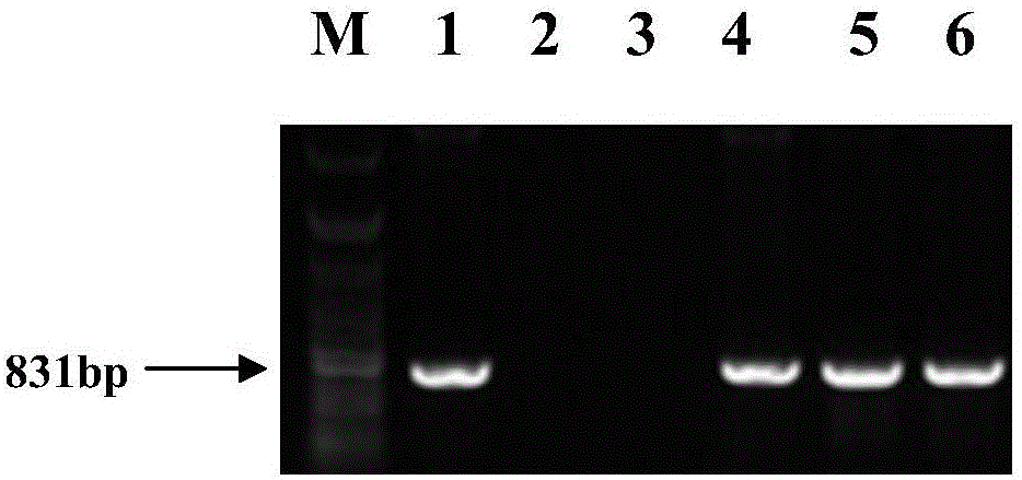 Flanking sequence of genetically modified insecticidal maize HKG60 exogenous insert fragment and detecting method of flanking sequence