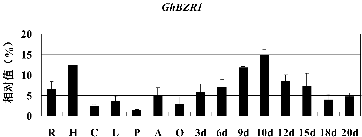 Identification and application of cotton gene BZR1
