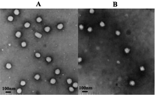 Carboxymethyl chitosan nanoparticles modified with glycyrrhizic acid, preparation method and application thereof