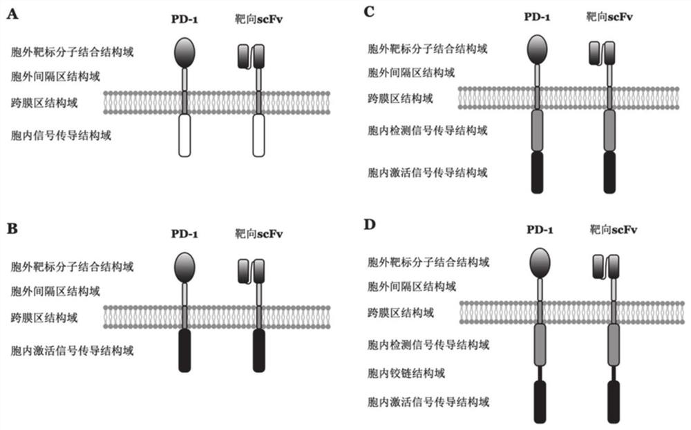 Phagocyte chimeric antigen receptor and application thereof