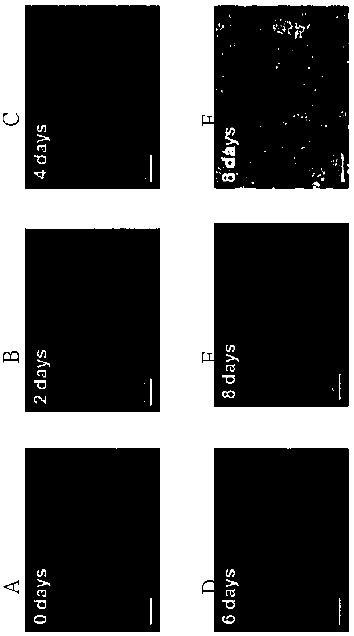 Uses of hydroxypolymethoxylated flavonoids and/or derivatives thereof