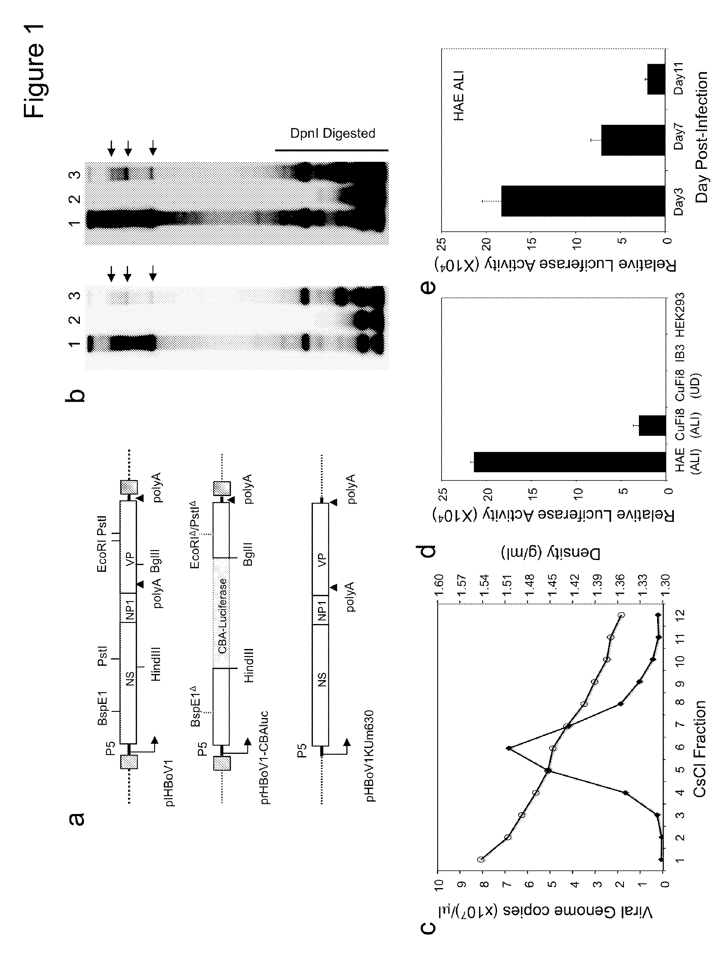 Chimeric adeno-associated virus/ bocavirus parvovirus vector