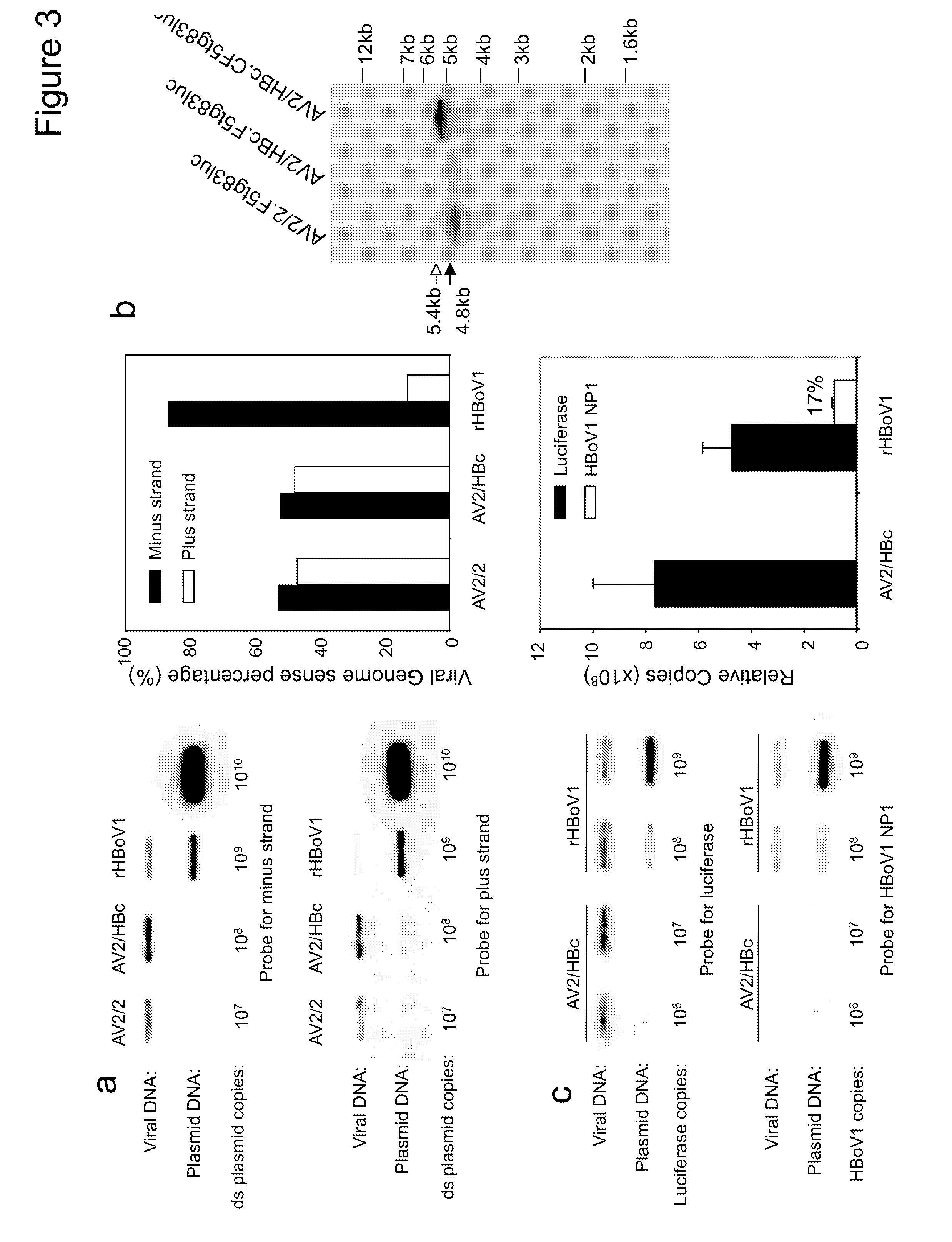 Chimeric adeno-associated virus/ bocavirus parvovirus vector
