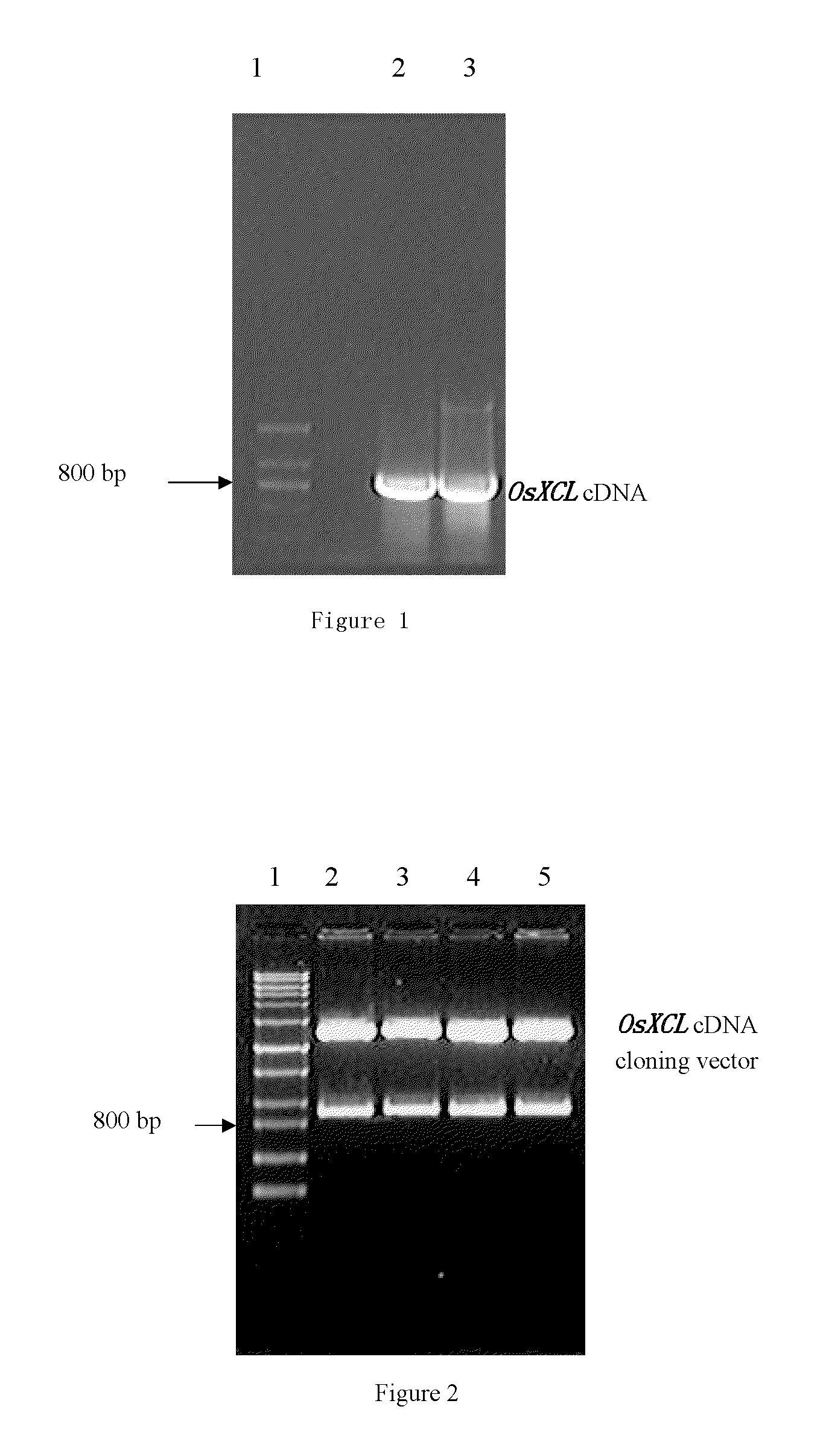 Proteins relating to grain shape and leaf shape of rice, coding genes and uses thereof