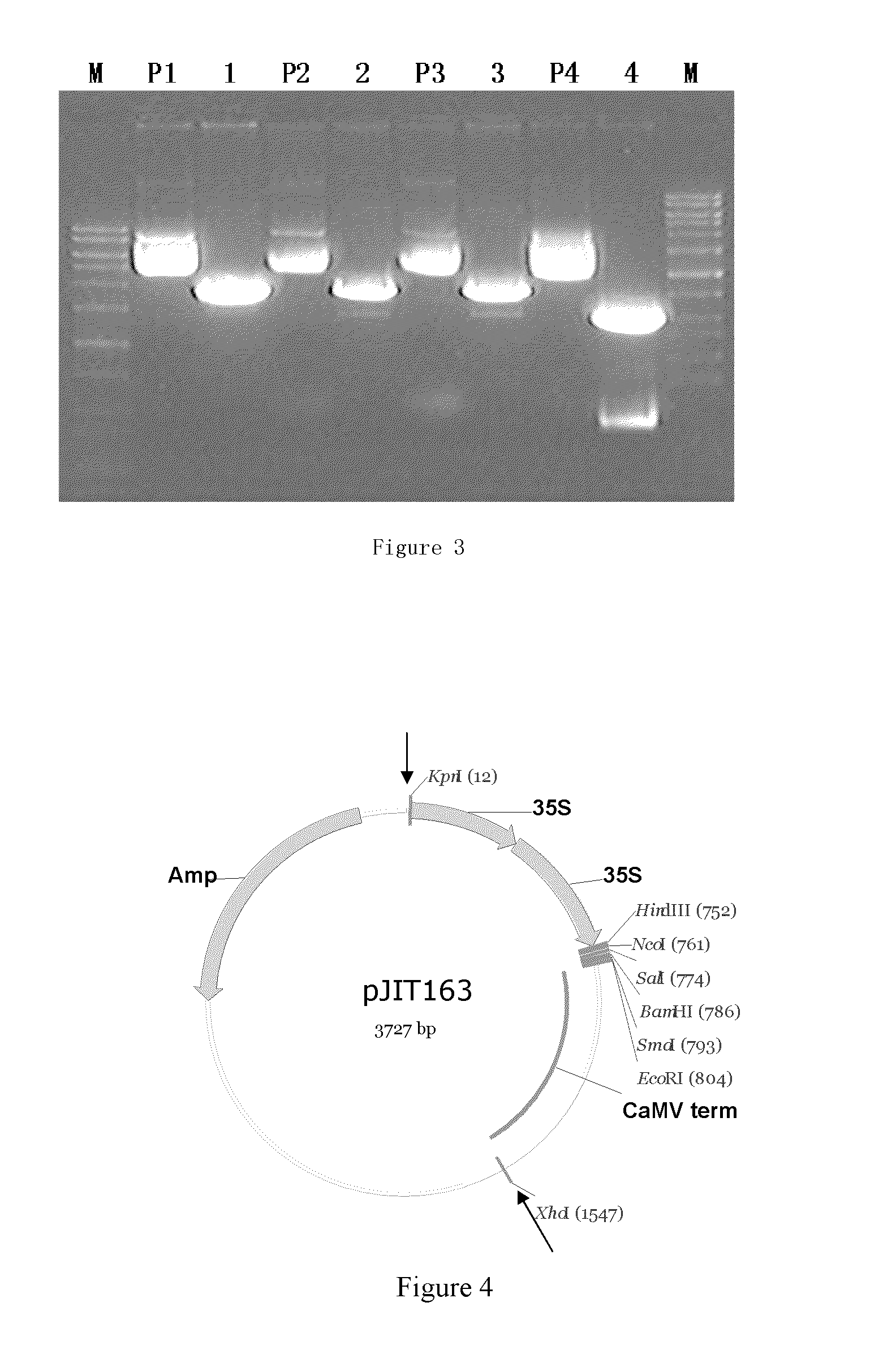 Proteins relating to grain shape and leaf shape of rice, coding genes and uses thereof