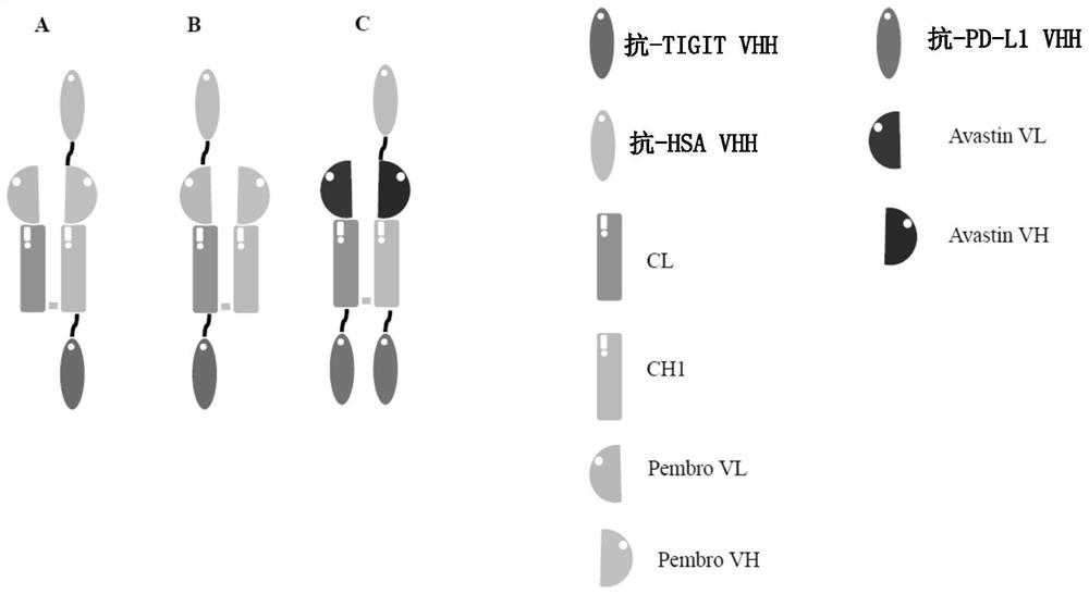 Platform for constructing multispecific antibody