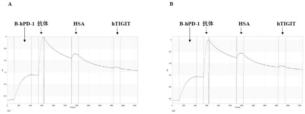 Platform for constructing multispecific antibody