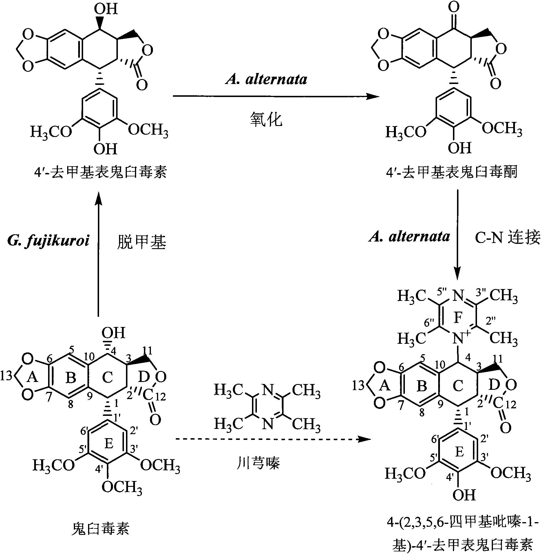 Biotransformation and purification method of 4-(2,3,5,6-tetramethylpyrazine-1-group)-4'-demethylepipodophyllotoxin