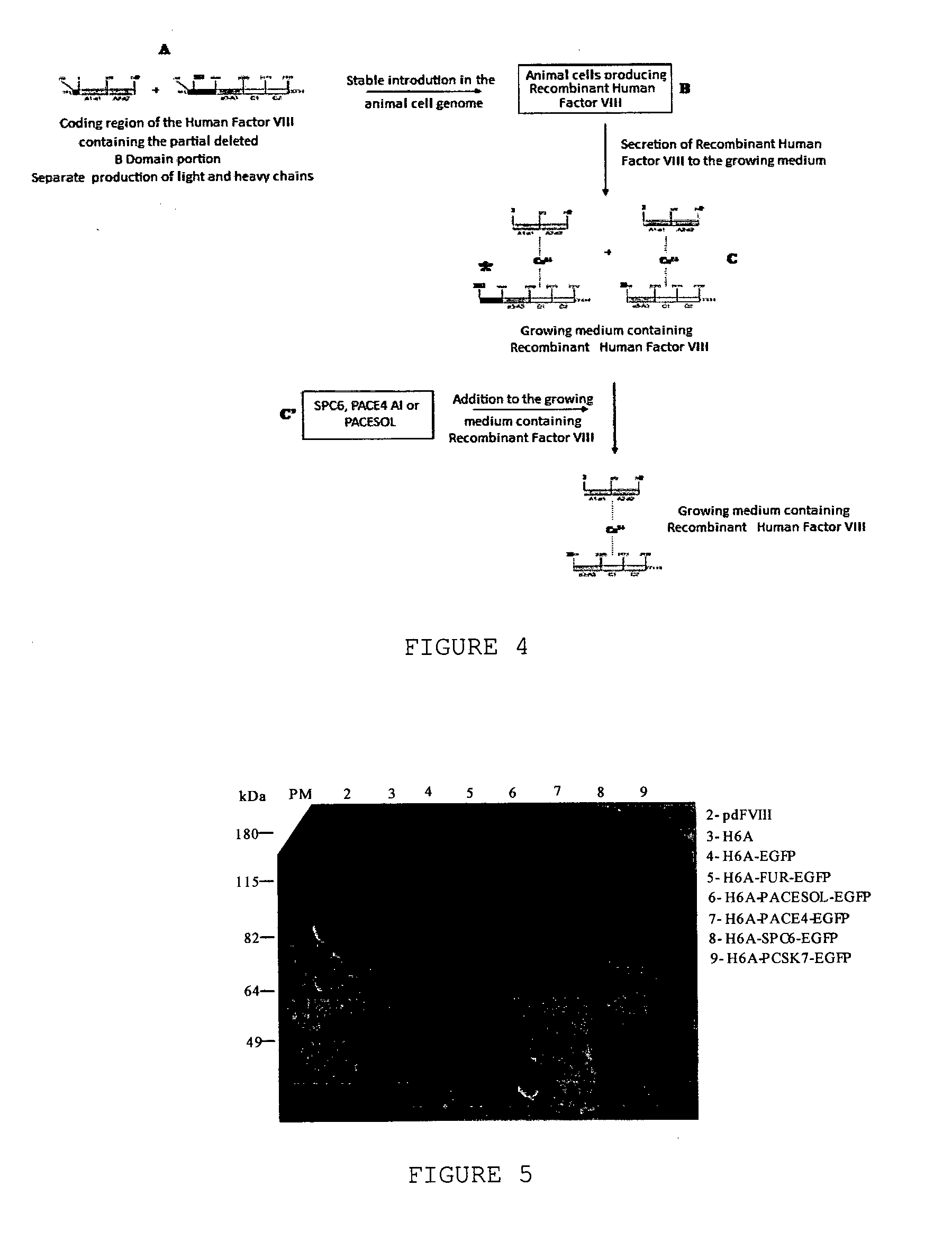 Method for the production of recombinant human factor viii
