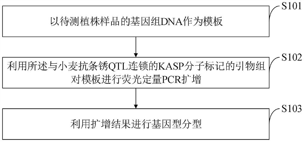 KASP molecular marker linked with wheat stripe rust resistant QTL and application