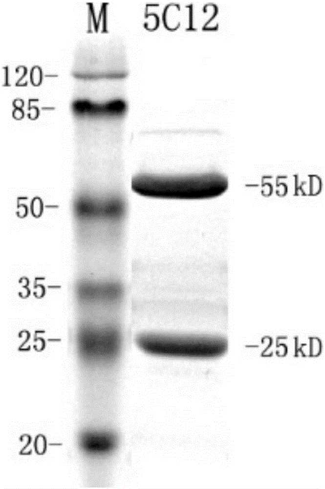 Monoclonal antibody specifically binding to tandem epitope fusion proteins at second and fifth sites of LMP2A extracellular region and use thereof