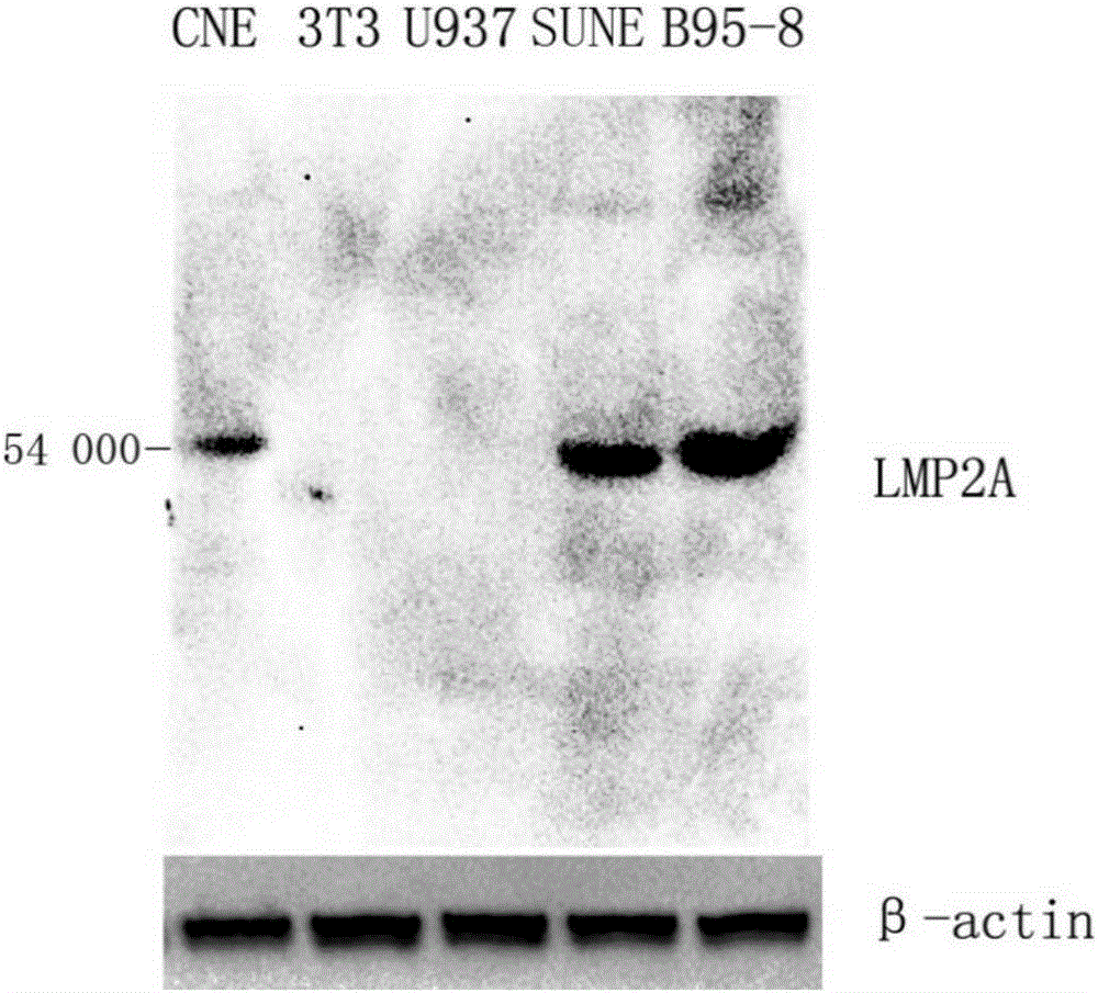 Monoclonal antibody specifically binding to tandem epitope fusion proteins at second and fifth sites of LMP2A extracellular region and use thereof