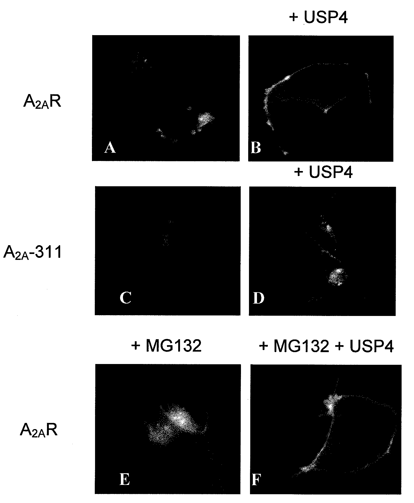 Use Of A Compound For Enhancing The Expression Of Membrane Proteins On The Cell Surface