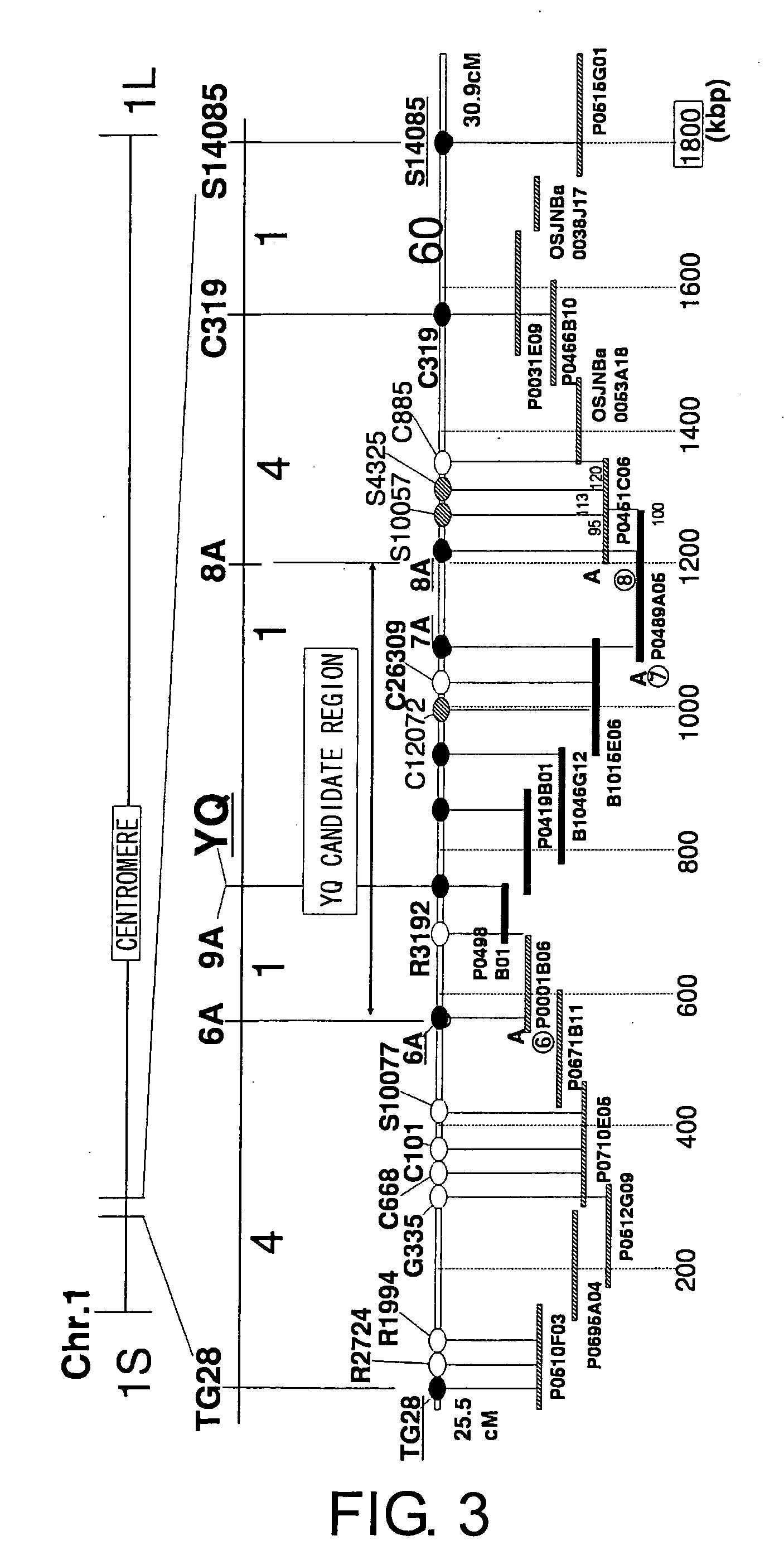 Gene elevating cereal yield and utilization thereof
