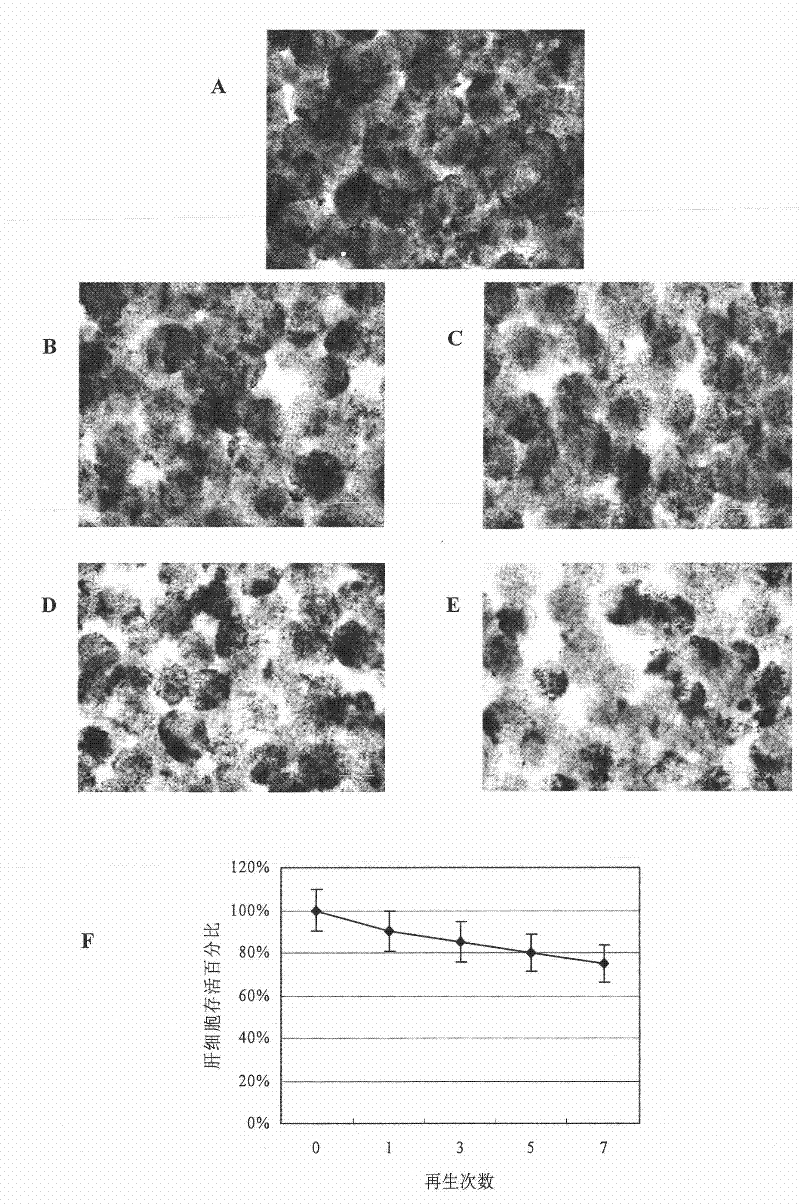 Cell reactor and artificial liver support system comprising same