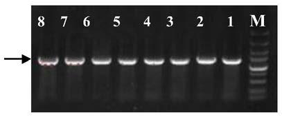 A kind of Escherichia coli engineering bacteria producing 5-aminolevulinic acid