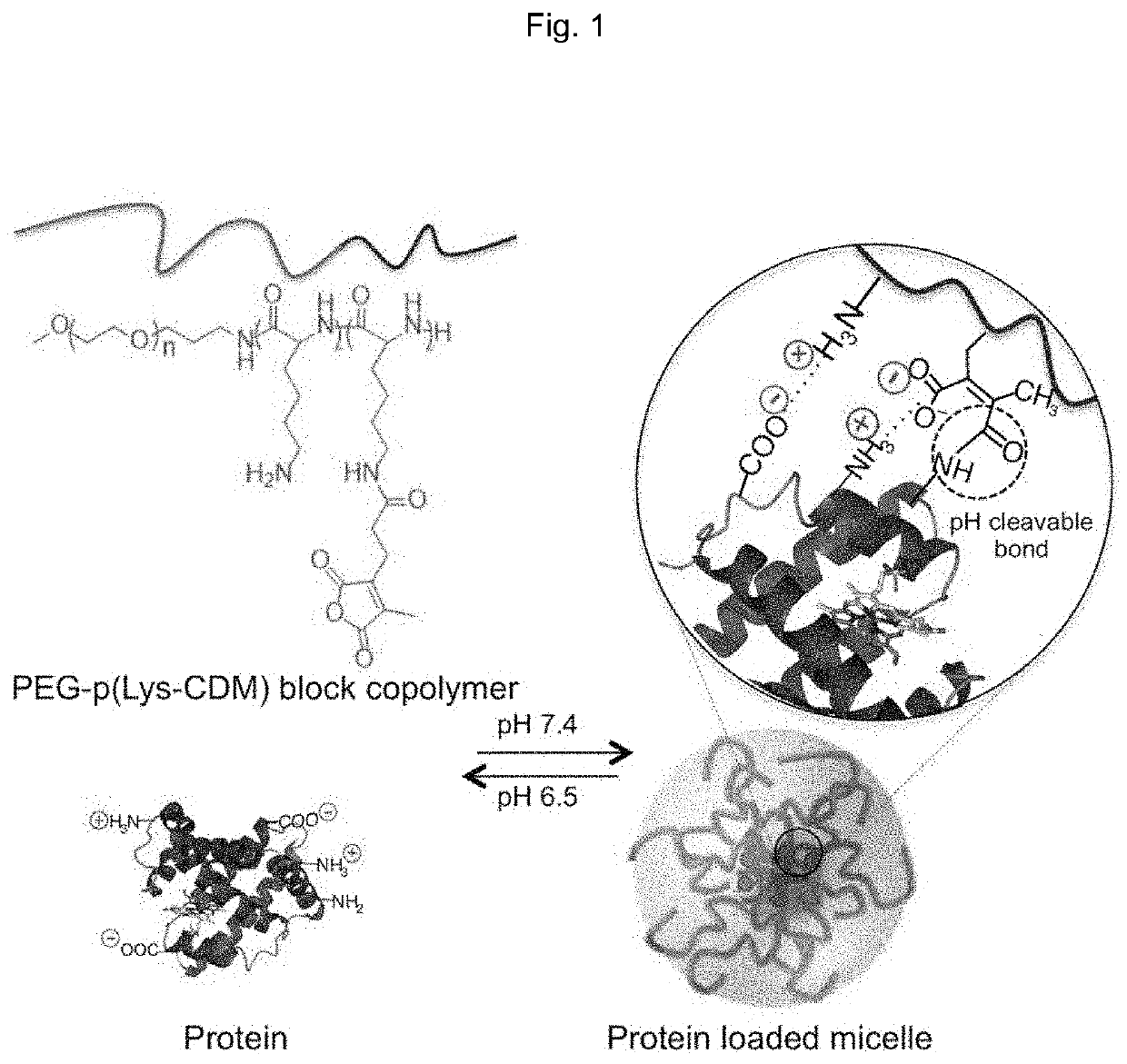 Protein-enclosing polymeric micelle