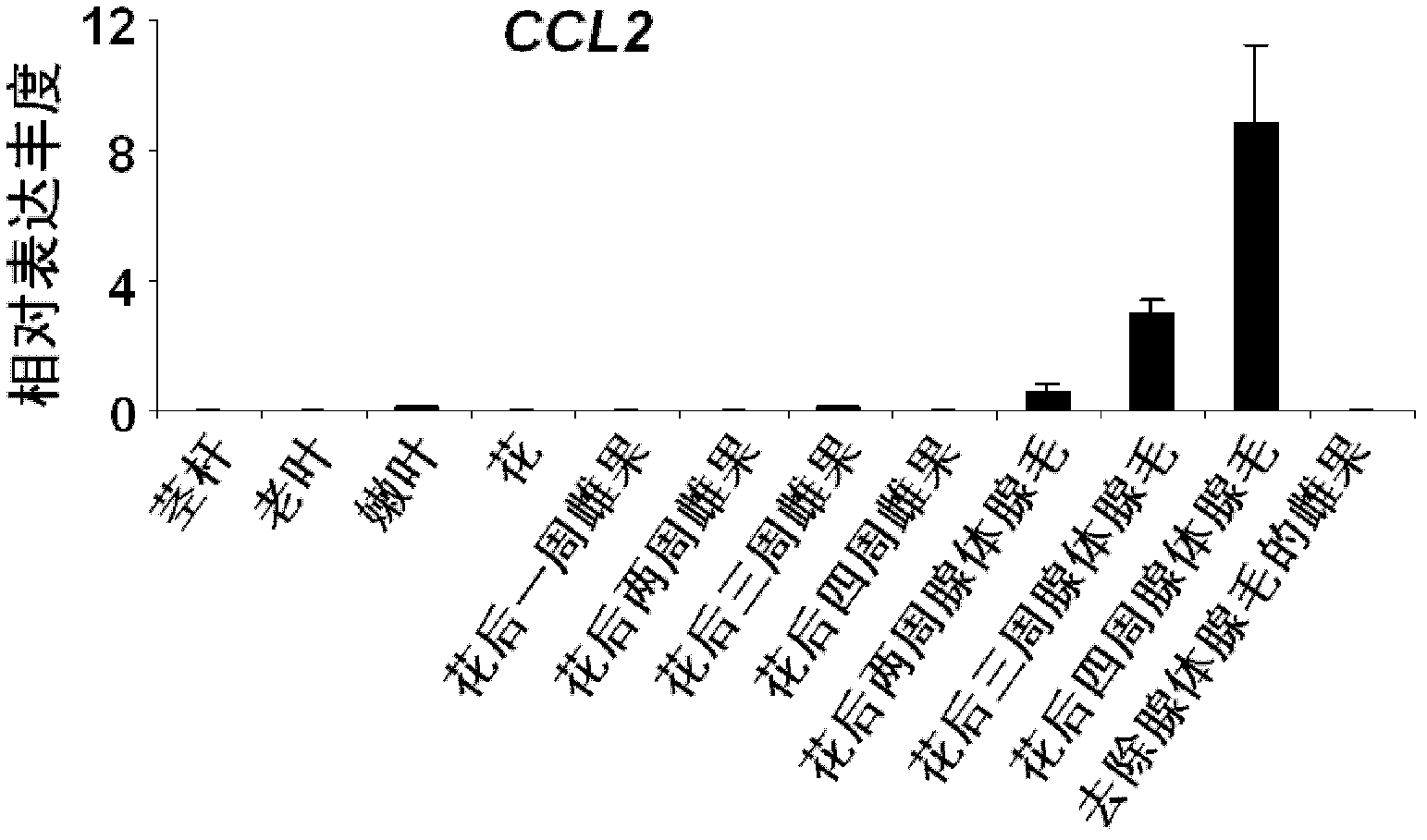 Fatty acid CoA ligase CCL2 of short-side chains of humulus lupulus, and coding gene and application of fatty acid CoA ligase CCL2
