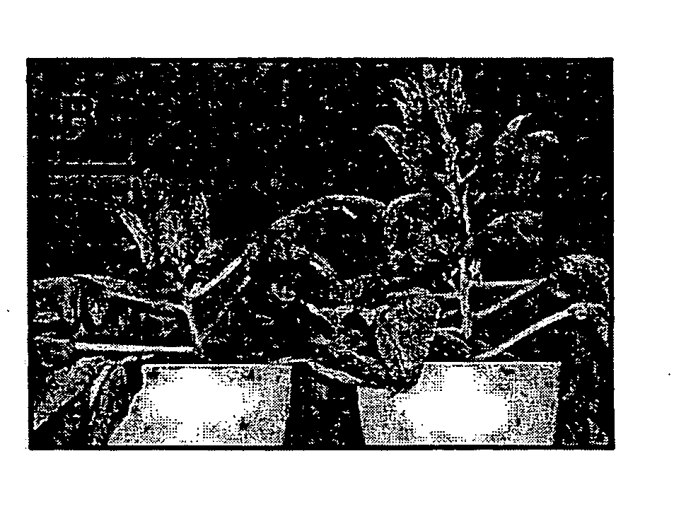 Agent for Inhibiting Bolting Induction and/or Floral-Bud Differentiation in Plants