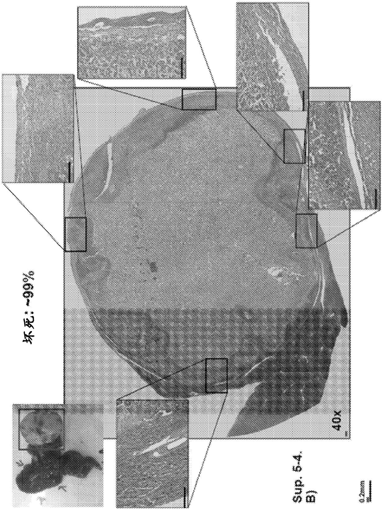 Compositions and methods for immune-mediated cancer therapy