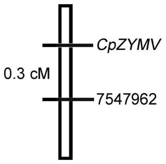 Zucchini ZYMV virus disease molecular marker and method for identifying zucchini ZYMV virus disease resistance