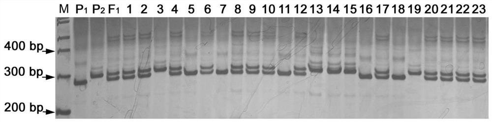 Zucchini ZYMV virus disease molecular marker and method for identifying zucchini ZYMV virus disease resistance