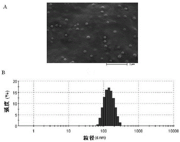 A nasal immune carrier based on antigen covalently bound to chitosan nanoparticles