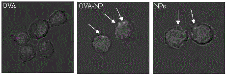 A nasal immune carrier based on antigen covalently bound to chitosan nanoparticles