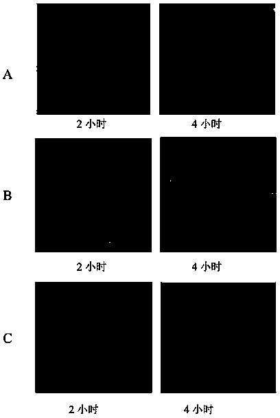 Tumor-specific cleavable PEG nanoparticles and preparation method and application thereof