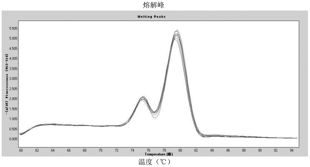 Detection method and kit for BUD13-ZNF259 gene mononucleotide polymorphism and application thereof