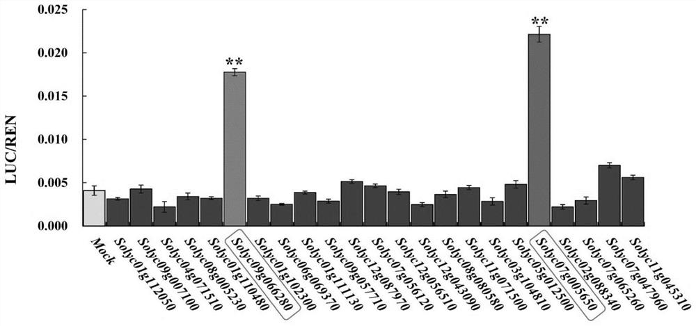 wrky32 regulates yft1 expression to affect tomato fruit color and its application in tomato quality improvement