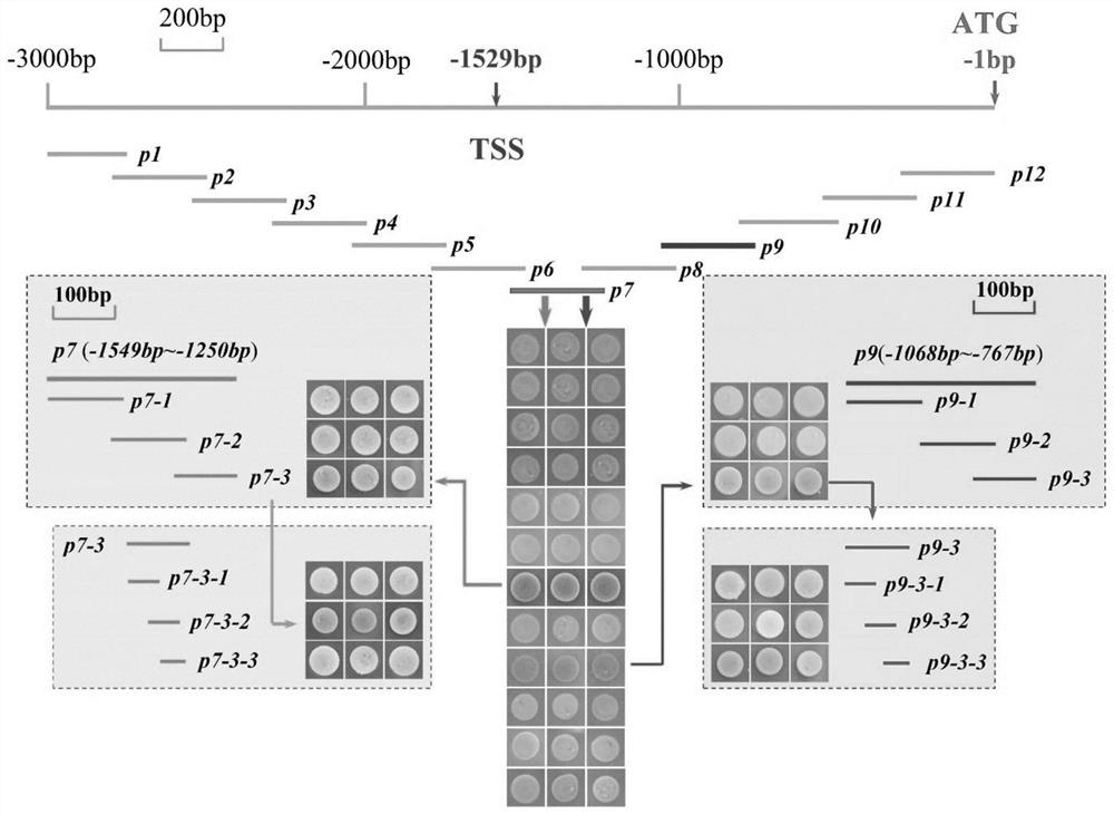 wrky32 regulates yft1 expression to affect tomato fruit color and its application in tomato quality improvement