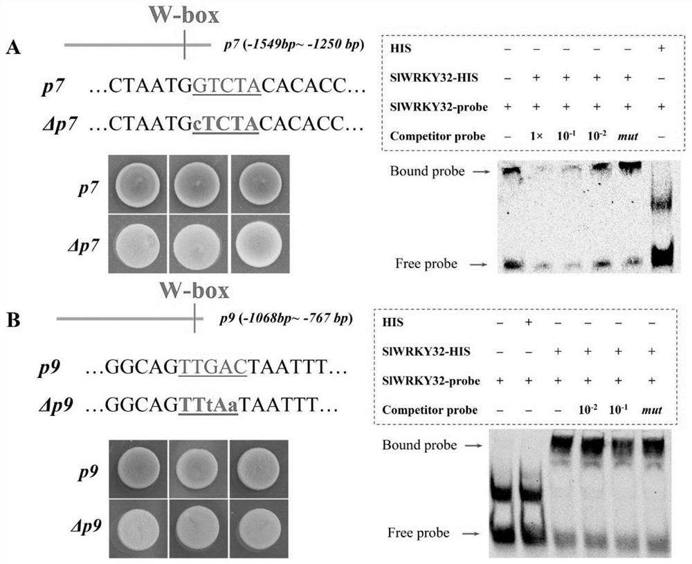 wrky32 regulates yft1 expression to affect tomato fruit color and its application in tomato quality improvement