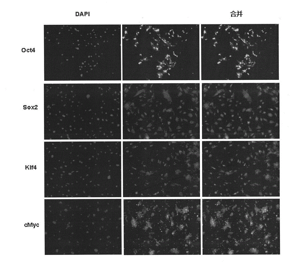 Compositions and methods for re-programming cells without genetic modification for treatment of neurological disorders