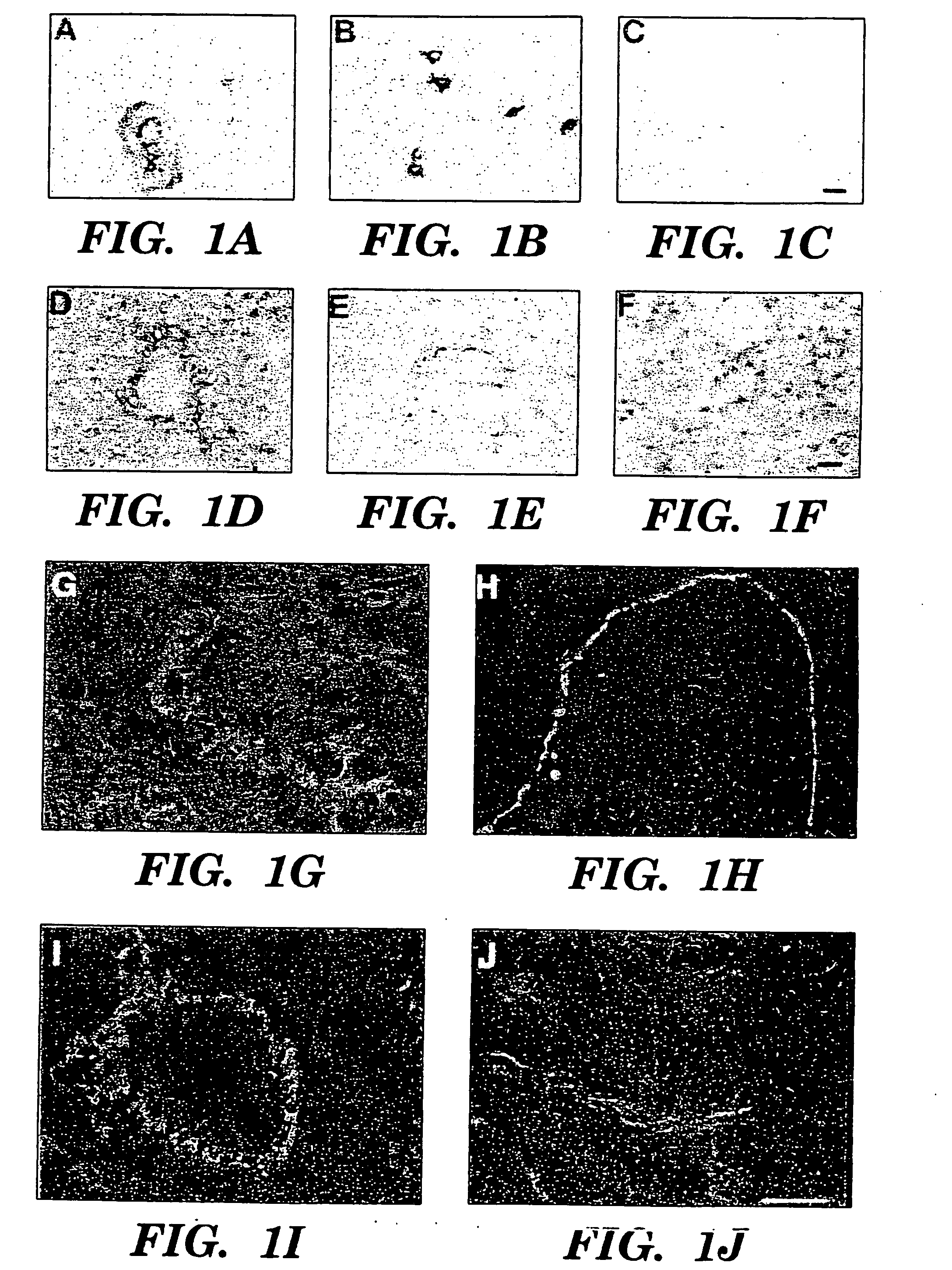 Methods for regulating angiogenesis and vascular integrity using trk receptor ligands