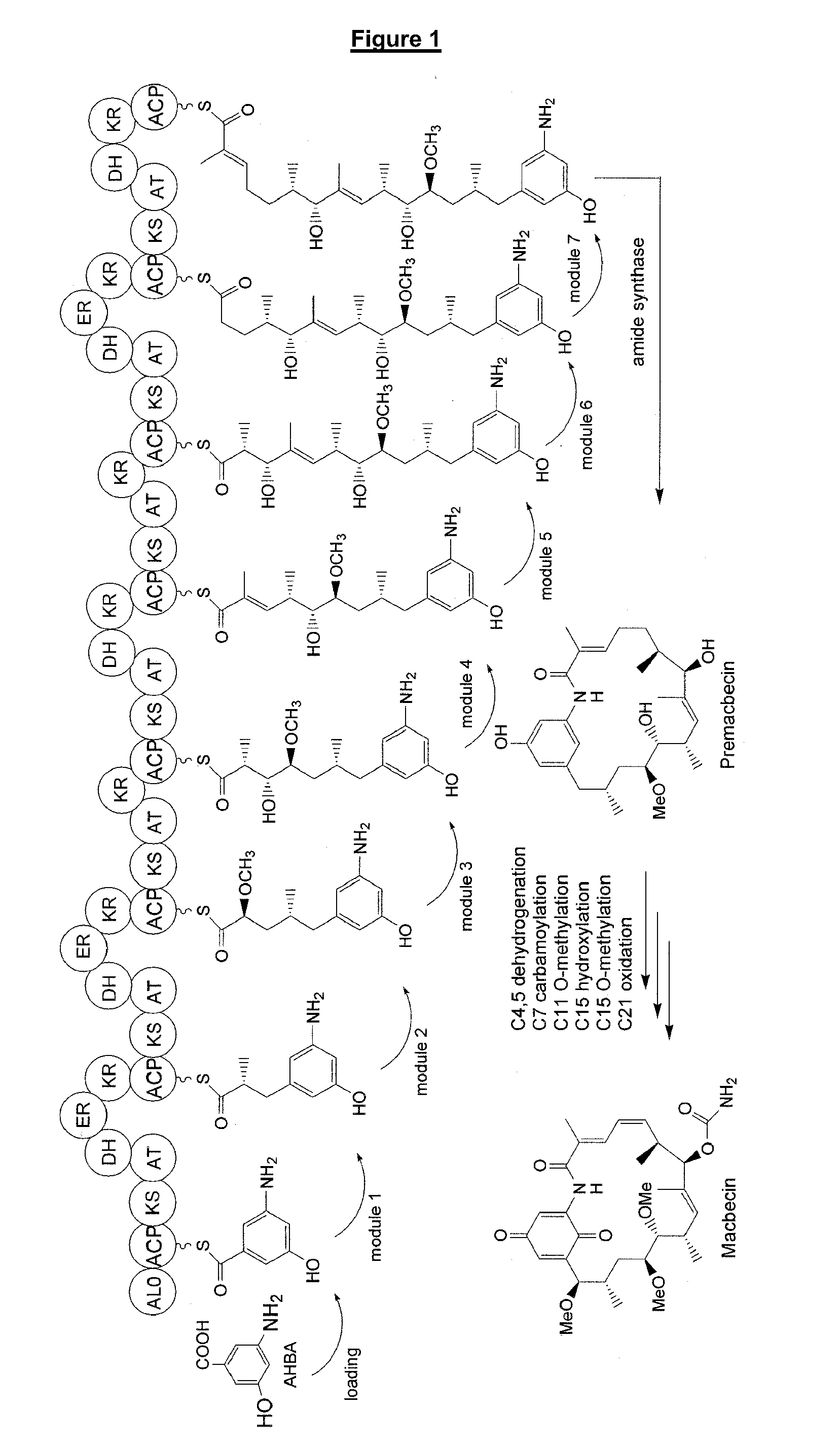 C21-Deoxy Ansamycin Derivatives as Antitumor Agents