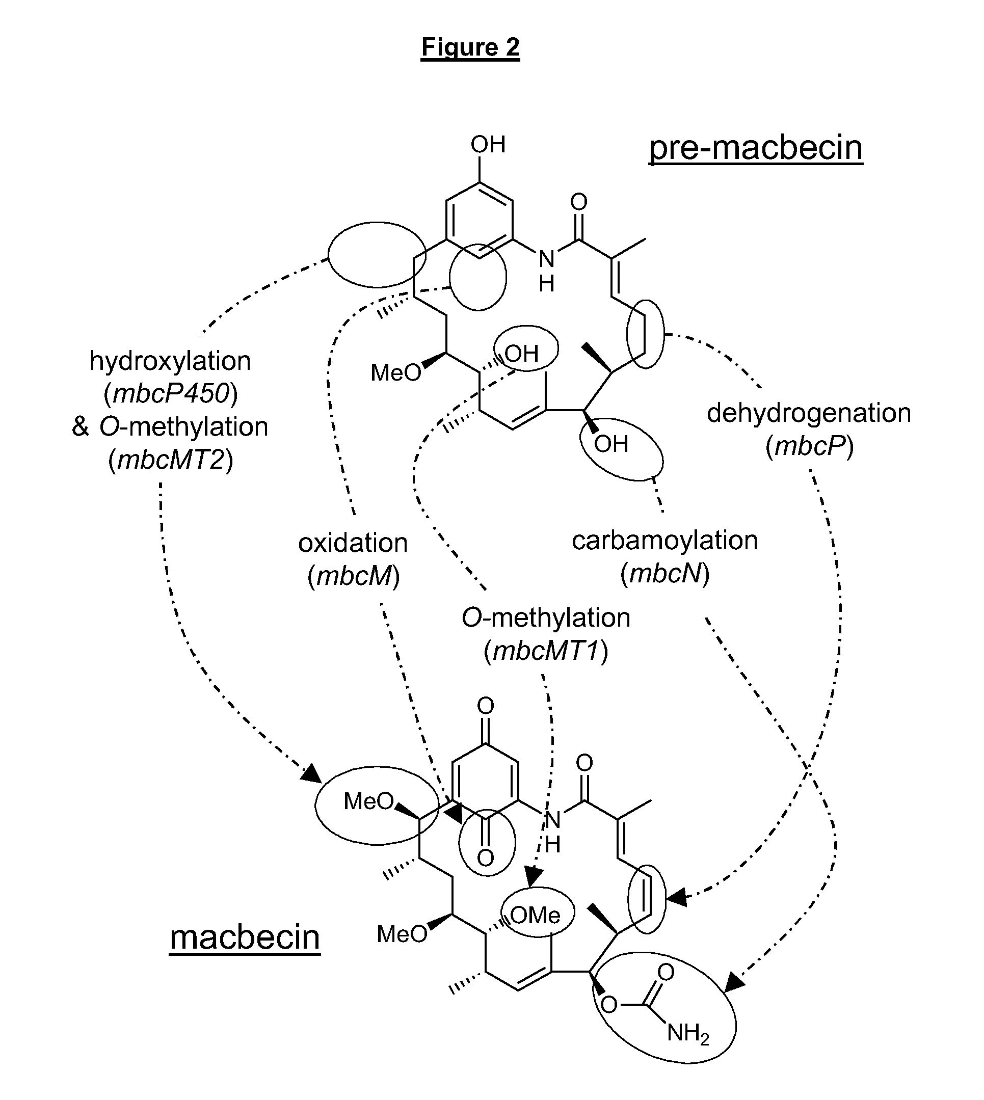 C21-Deoxy Ansamycin Derivatives as Antitumor Agents