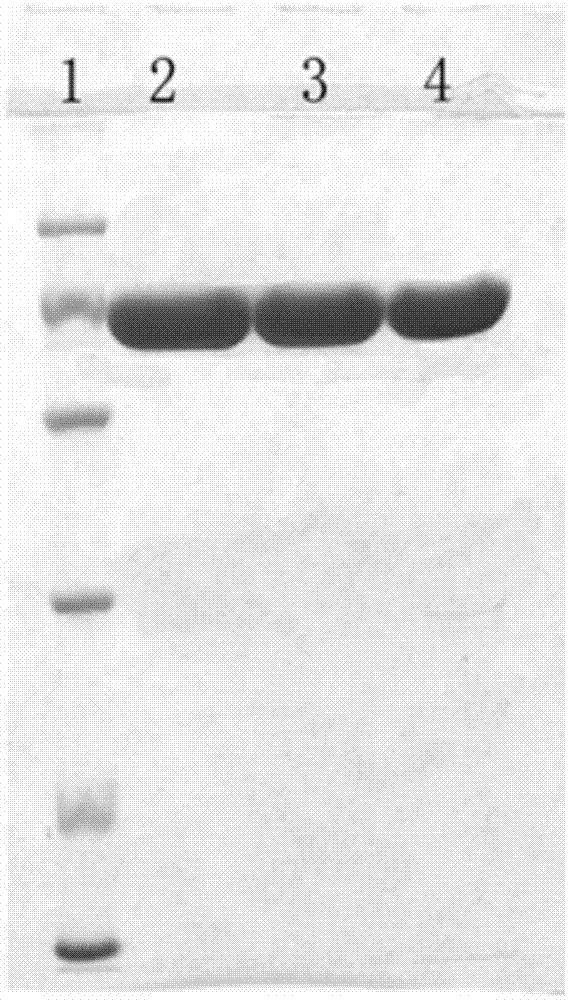 Recombinant human hyaluronidase, preparation method thereof and adopted polyethylene glycol covalently modified compound and method