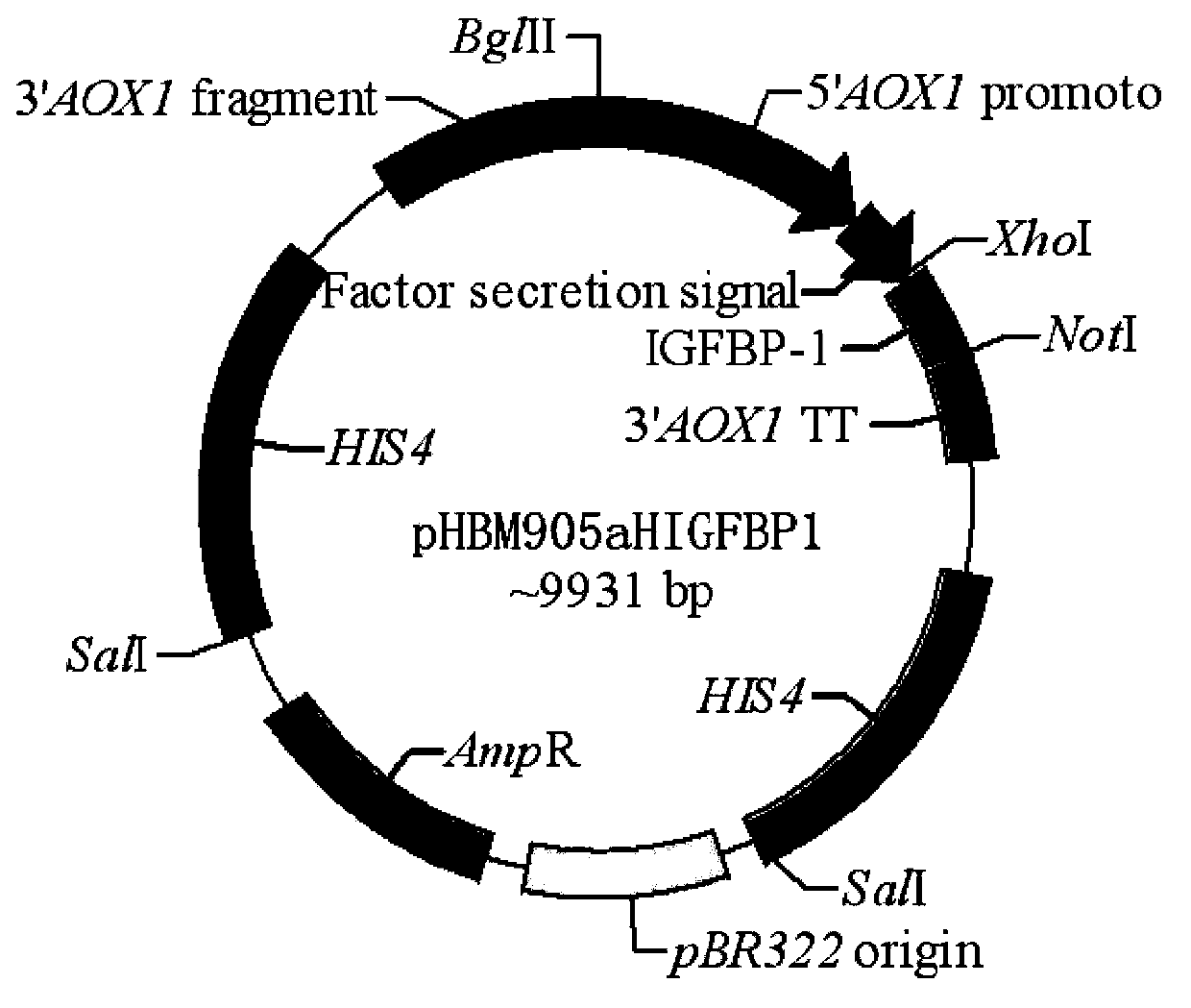 Induced expression and purification method of human-derived insulin-like growth factor binding protein 1 in pichia pastoris, and preparation and application of related antibodies