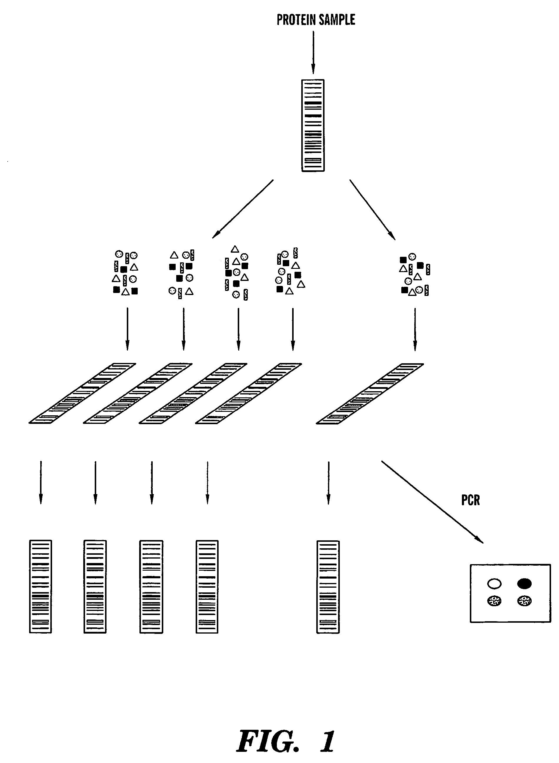 Methods of analysis and labeling of protein-protein interactions
