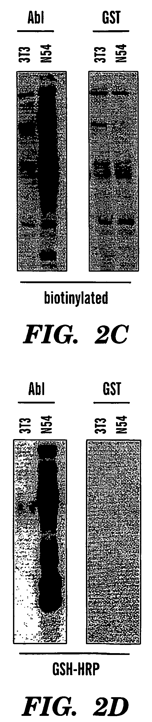 Methods of analysis and labeling of protein-protein interactions