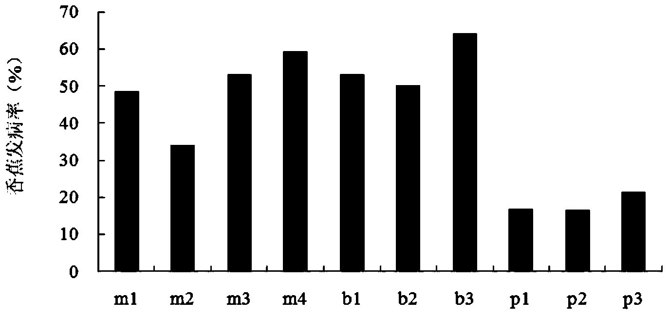 Cultivation method for recovering abandoned banana plantation to plant bananas