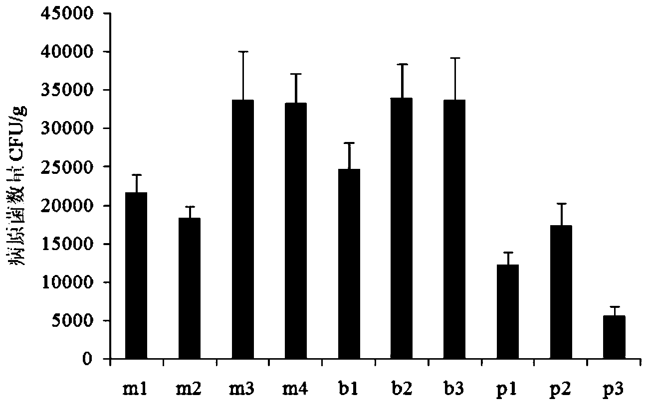 Cultivation method for recovering abandoned banana plantation to plant bananas