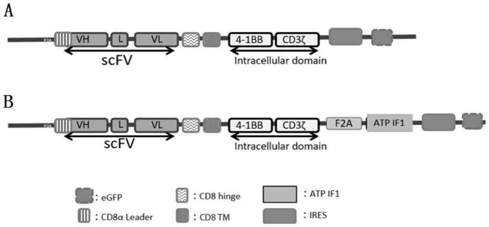 CD19-targeting CAR-T cell of over-expression ATP5IF1 gene and application of CD19-targeting CAR-T cell