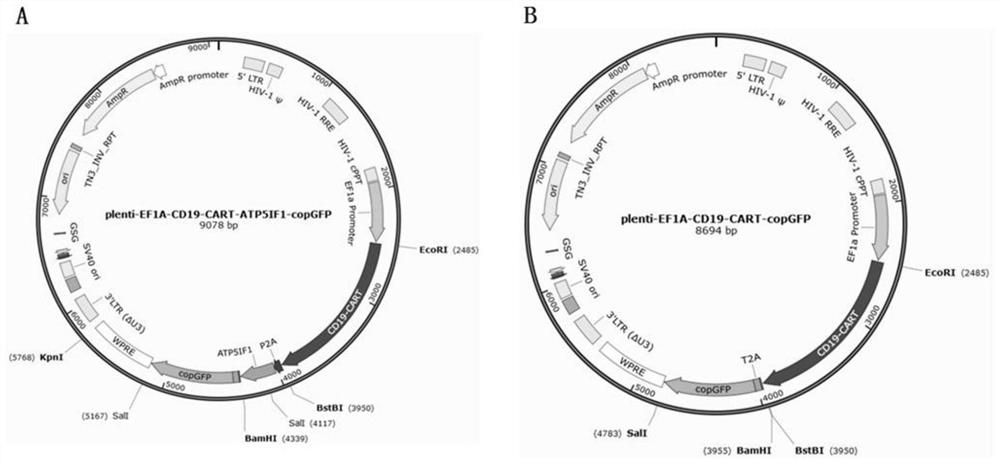 CD19-targeting CAR-T cell of over-expression ATP5IF1 gene and application of CD19-targeting CAR-T cell