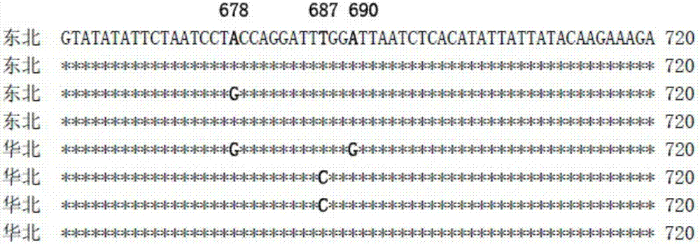 A method for identifying adelphocoris ngritylus populations by utilizing molecular markers