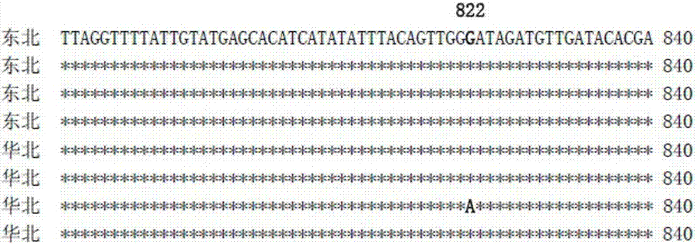 A method for identifying adelphocoris ngritylus populations by utilizing molecular markers