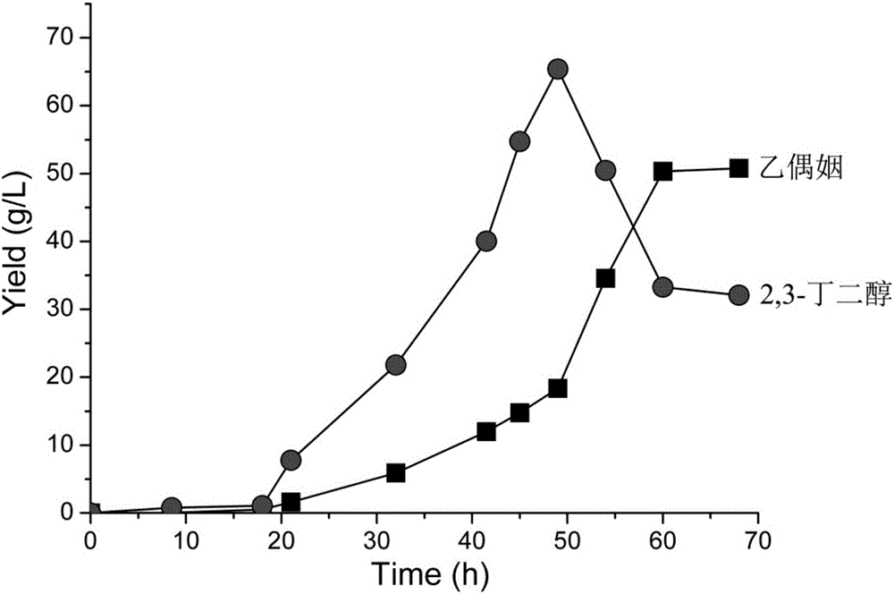 Bacillus and application thereof to production of acetoin and 2, 3- butanediol through high temperature fermentation