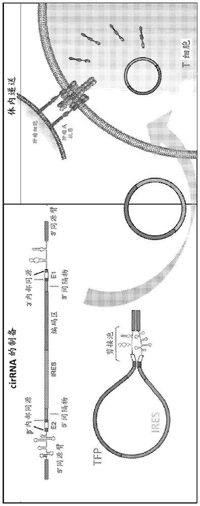 Compositions and methods for TCR reprogramming using fusion proteins