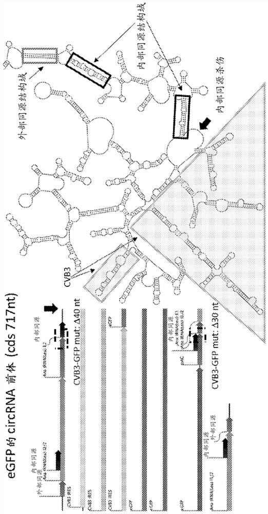 Compositions and methods for TCR reprogramming using fusion proteins